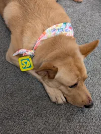 Médaille Scooby-Doo — photo 7