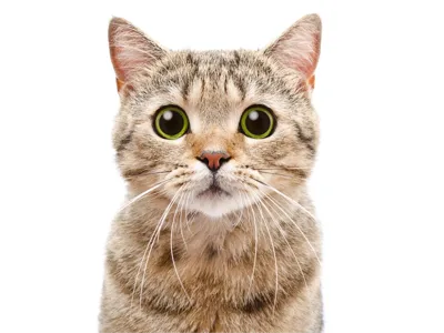 HueForge Cat