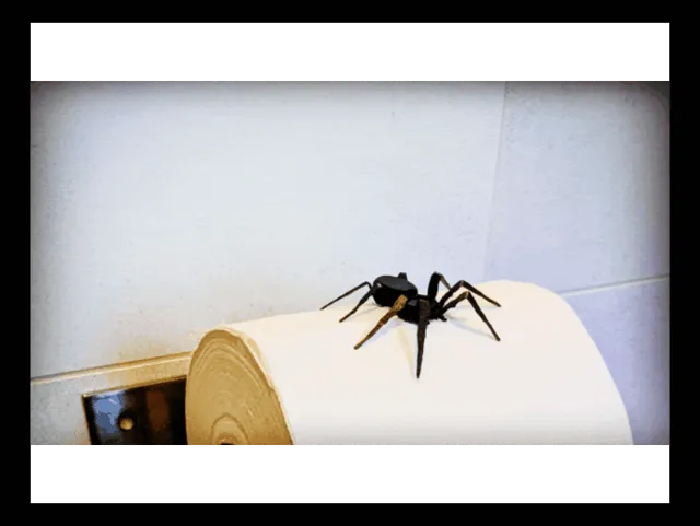 Toiletpaper Prank Spider