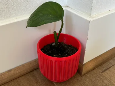 Planter with removable drip tray