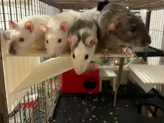 Robust Corner Shelf / Platform for Rats & Rodents