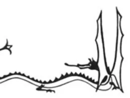 Tolkien's Dragon