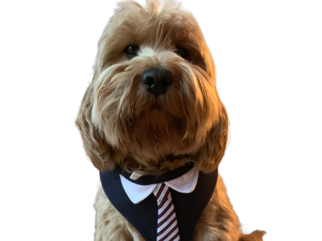 Golden Retriever X Lhassa Apso Office Dog Necktie