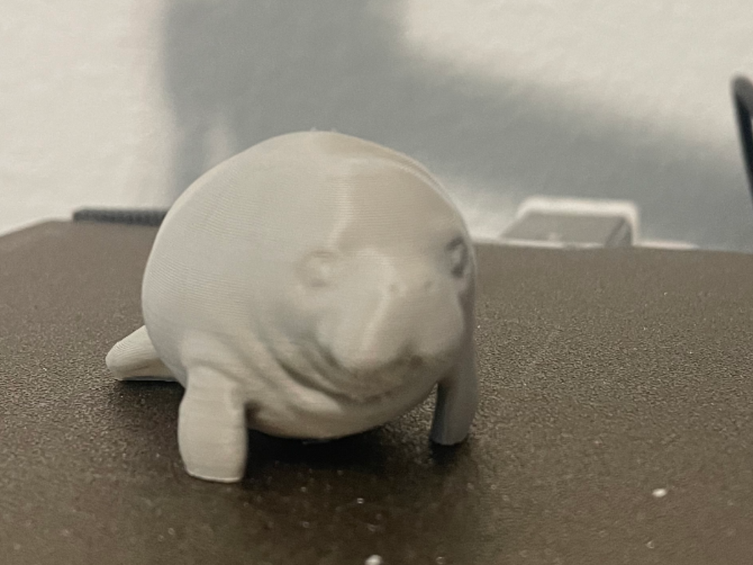 Baby Manatee