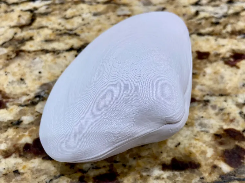 Clam