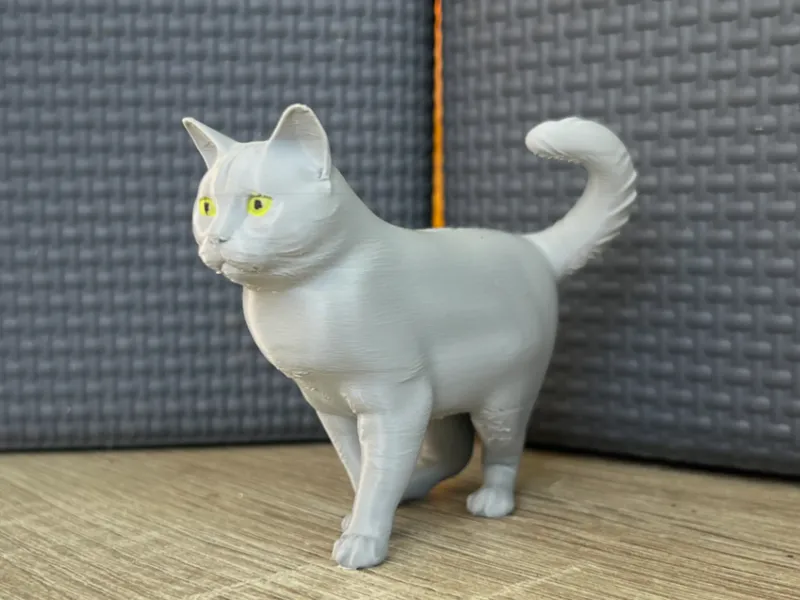 Süße BKH British Kurzhaar Katze 