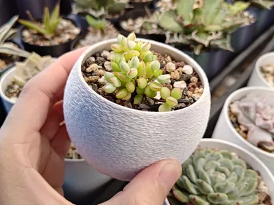 Sphere Planter(FuzzySkin)