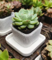 0.2mm 层高, 3 层墙, 30% 填充