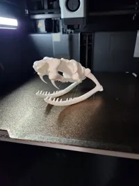 Fully assembled skull