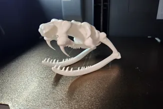 Snake Skull