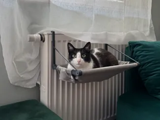 Window or radiator mounted bed for cat.