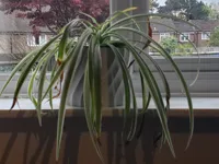 Pot de fleurs spirale — photo 1