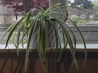 Spiral plant pot