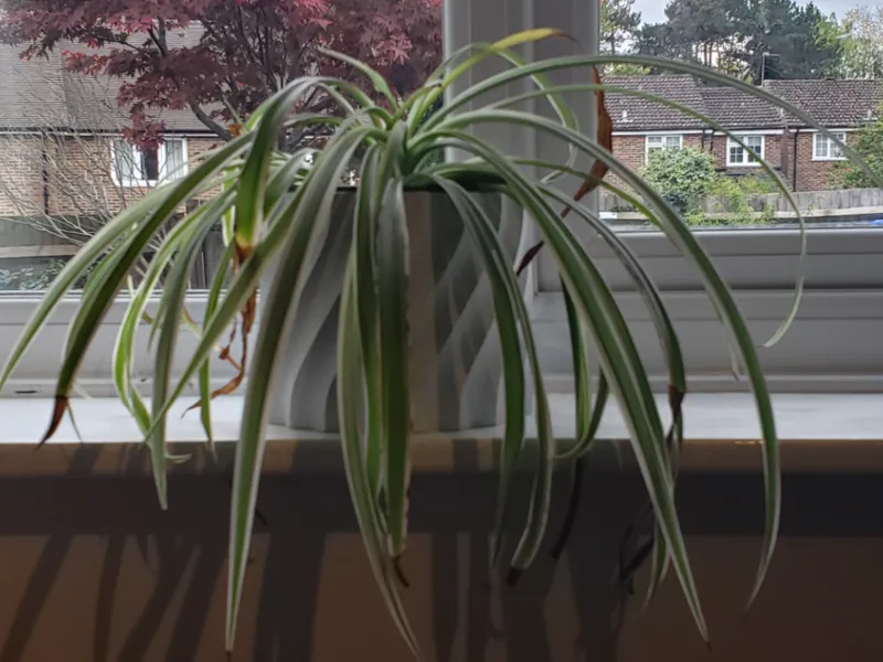 Spiral plant pot