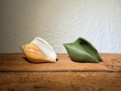 Seashell