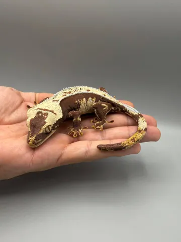 Modelo para impresión 3D: Crested Gecko — vista de referencia 3