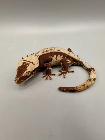 Modelo para impresión 3D: Crested Gecko — vista de referencia 5
