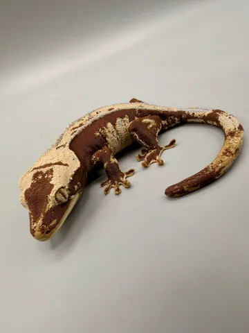 Modelo para impresión 3D: Crested Gecko — vista de referencia 4