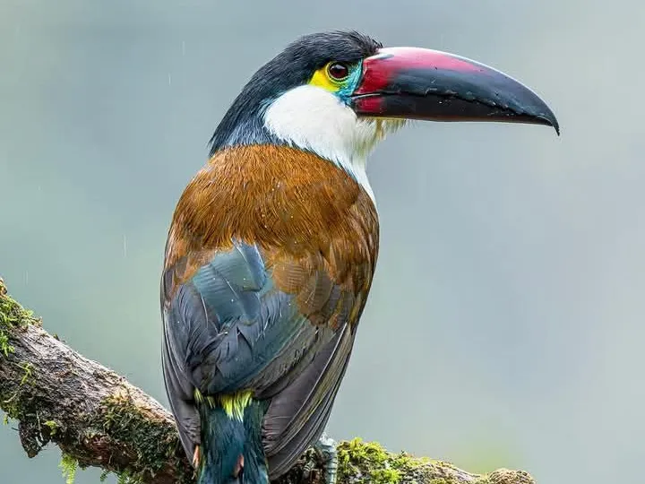 Toucan Lithophane