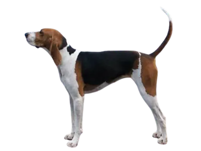walker coonhound