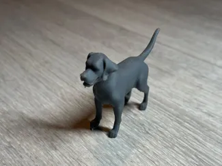 Süßer Labrador Hund