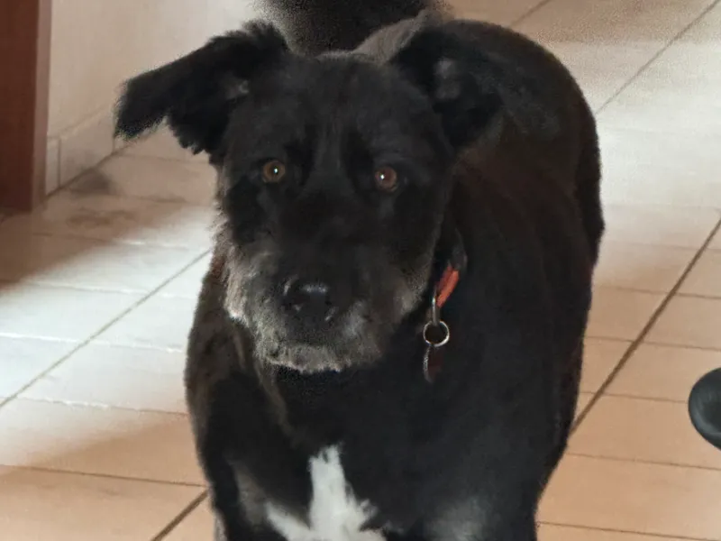 Torvi best dog