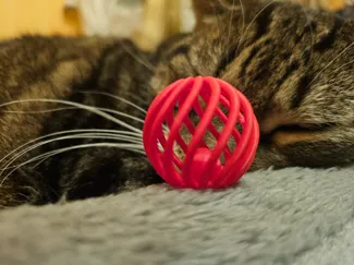 Cat toy - ball