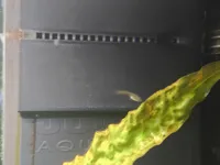 Profile for Bioflow L (0.2mm layer, 2 walls, 100% infill)