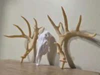 W.A.C.C. Antler Set (and skull) - 25% - 1/4 Scale