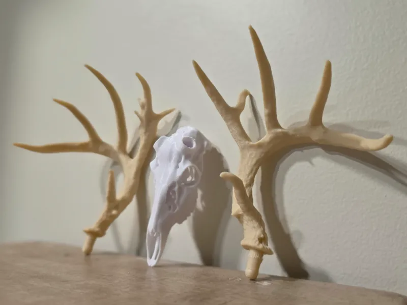 Deer Skull BAS Antler Set - W.A.C.C. Replica