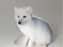 snow lion