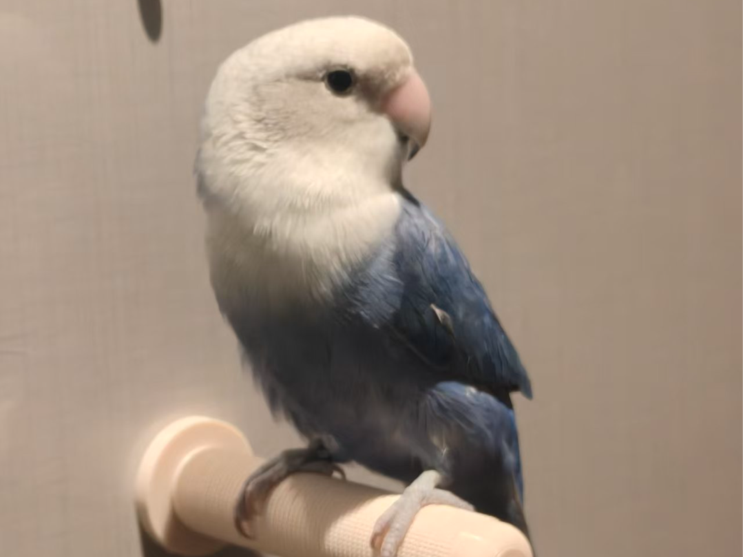鹦鹉磁吸站杆