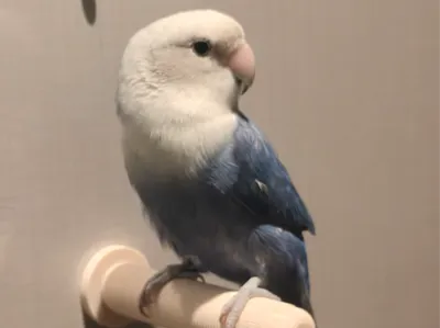 Parrot Magnetic Perch