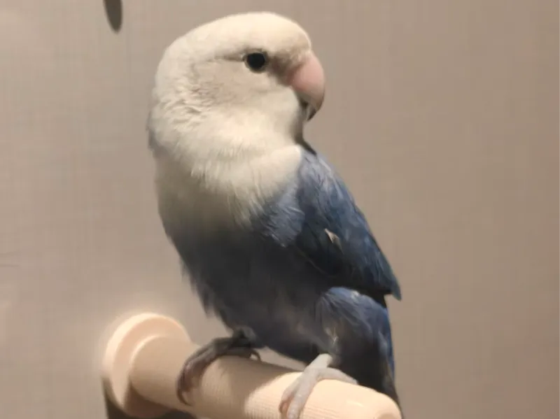 鹦鹉磁吸站杆