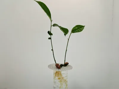 [Field-tested and effective!] Hydroponic net suitable for jackfruit