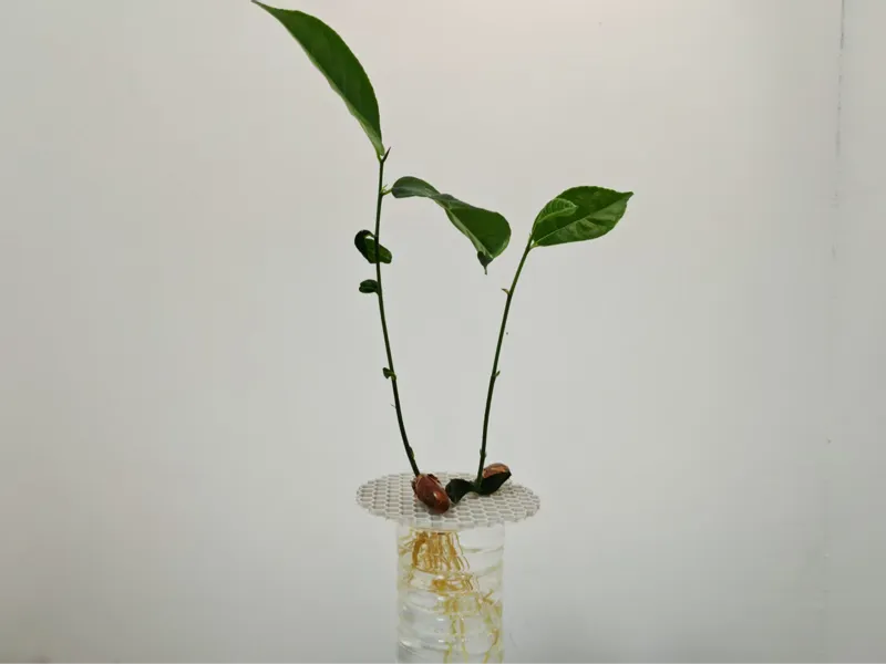【实测有效！】适合菠萝蜜的水培网