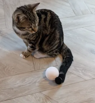 Cat Toy - Wobble Ball