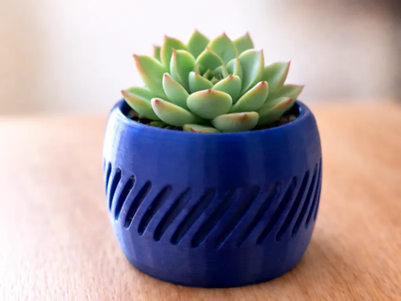 sucullent vase