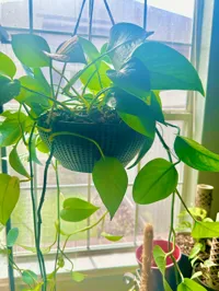 Jardinière suspendue avec réservoir vissable — photo 2