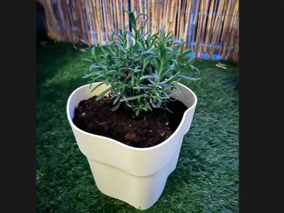 Elegant Wavy Planter