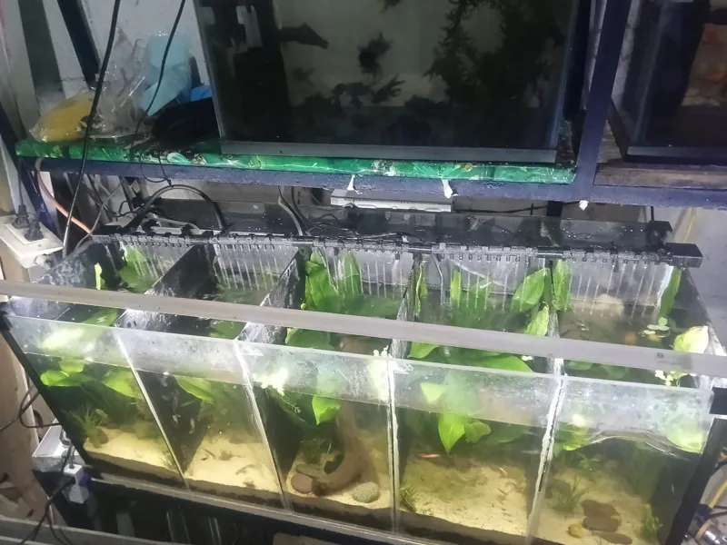Flauta para filtración de acuario por caída(20 cm)
