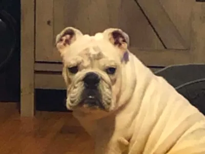 English Bulldog Bust