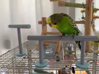 bird perch
