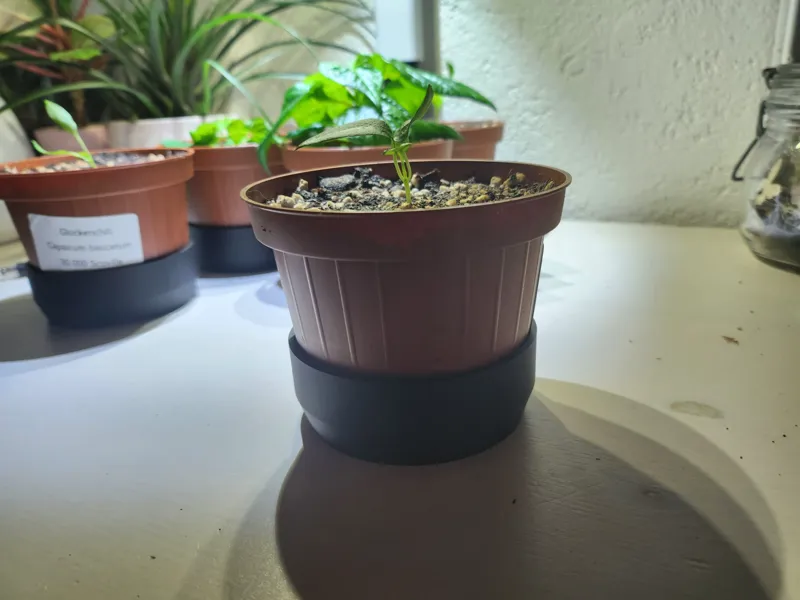 Plant saucer