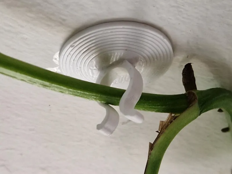 Plant hook