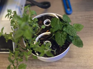 Yin Yang flower pot