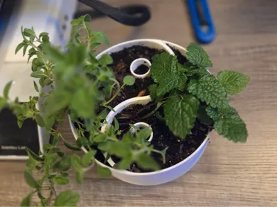 Yin Yang flower pot