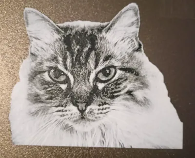Cat HueForge