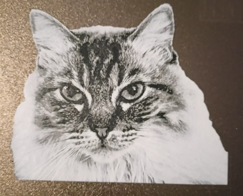 Cat HueForge