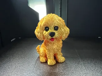 Cute Cockapoo/Toy Poodle